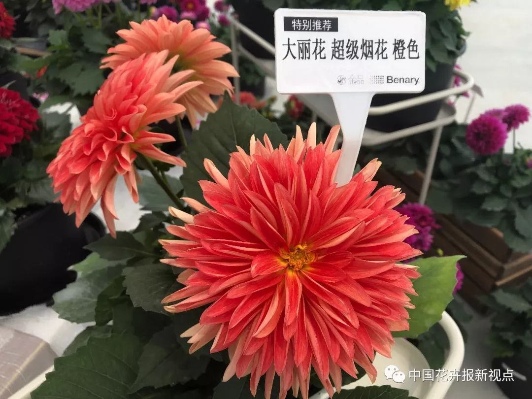 '超级烟花'酒红色'展翅'橙色渐变'烟花'红白双色新品种大丽花真