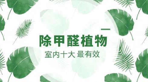 除甲醛十大有效排名植物你知道吗？(图1)