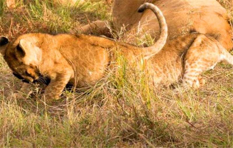 雄獅抓到食物之後就開始啃食，小獅子見肉真是瘋了，叼上去就跑！ 未分類 第2張
