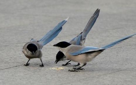 怎样防止小鸟来啄多肉 8a608f8e45a54047a17966a8b424ba61.jpeg