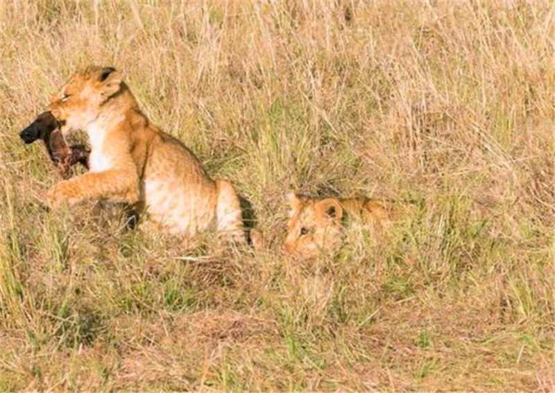 雄獅抓到食物之後就開始啃食，小獅子見肉真是瘋了，叼上去就跑！ 未分類 第4張
