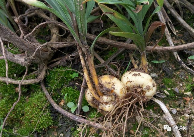 草药排行榜_2019年十大涨价药材排行榜