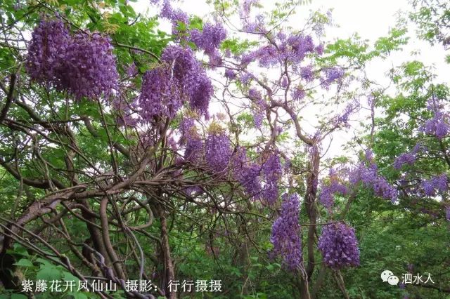 五一假期:泗水柘沟凤仙山赏紫藤花正在盛开中.