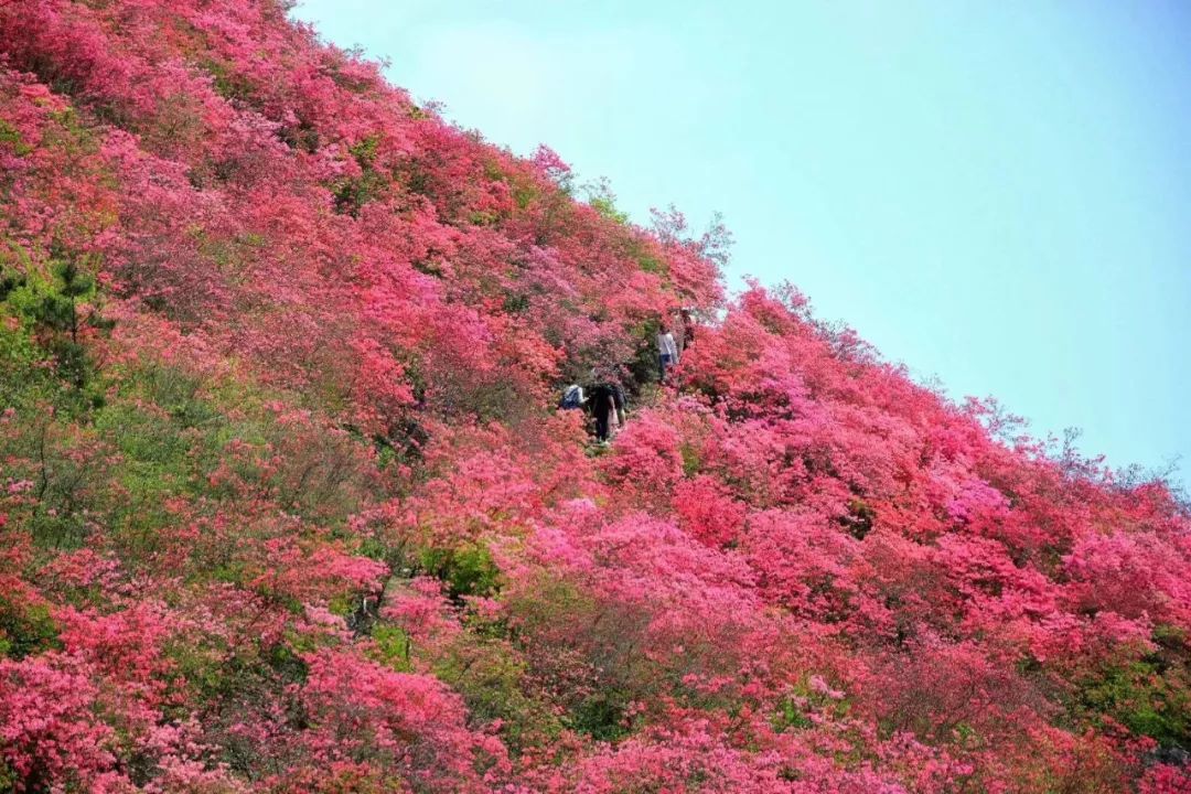 最美金寨映山红选美大赛你喜欢谁