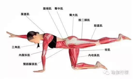 什么是身体核心 8ee7cdd8fde947b487120ca5453025e7.jpeg
