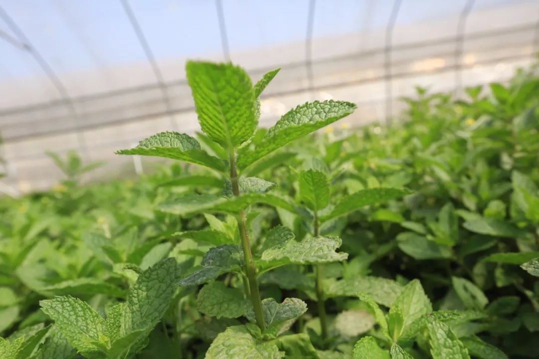 《壮丽70年 奋斗新时代》大方县兴隆乡:薄荷种植鼓起农户钱袋子