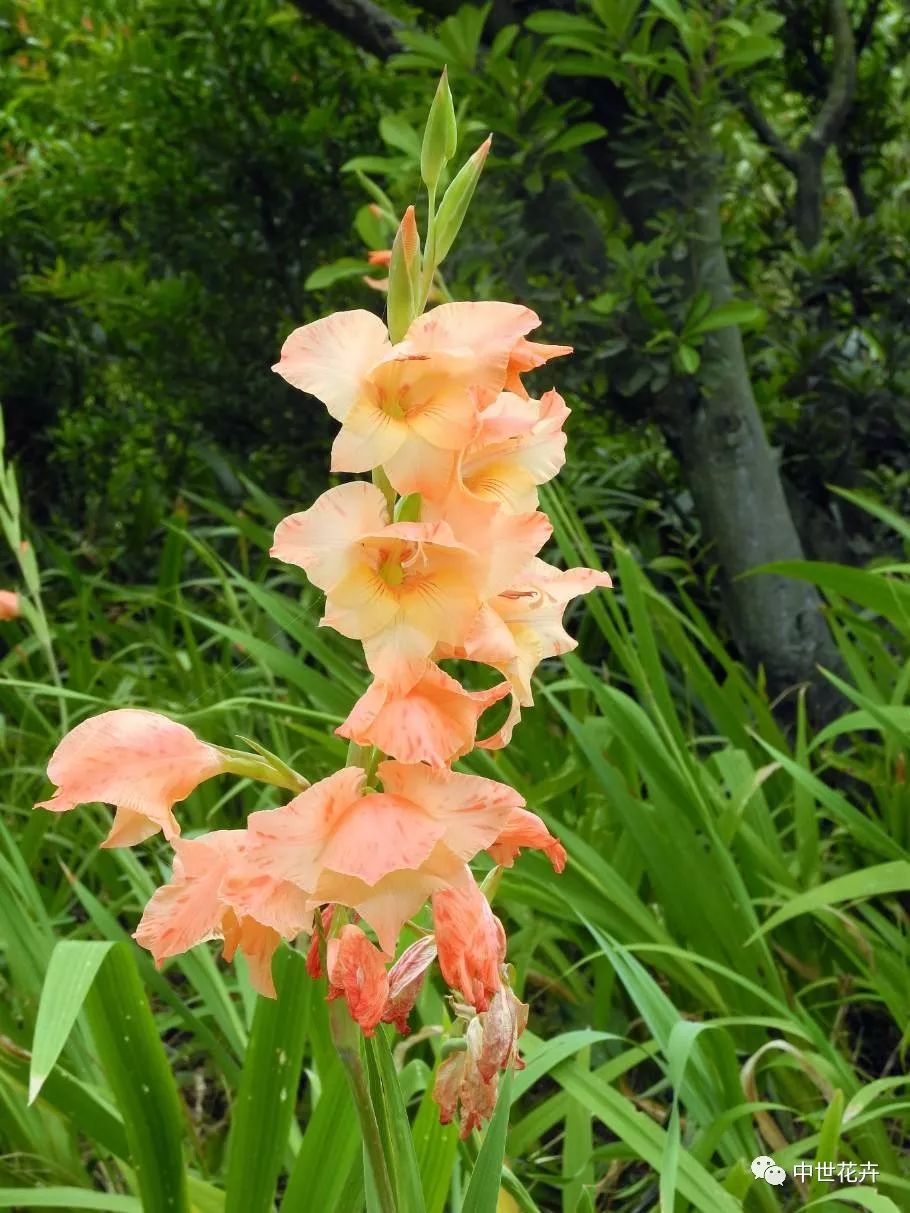 中世花卉好物精选丨唐菖蒲:世界四大切花之首