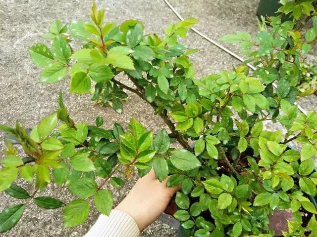 文章配图-4