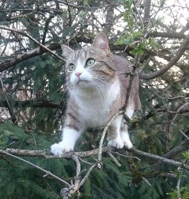 猫的树导演长什么样 9a9d0e53ccfa49afb55a0b33e86da850.jpeg