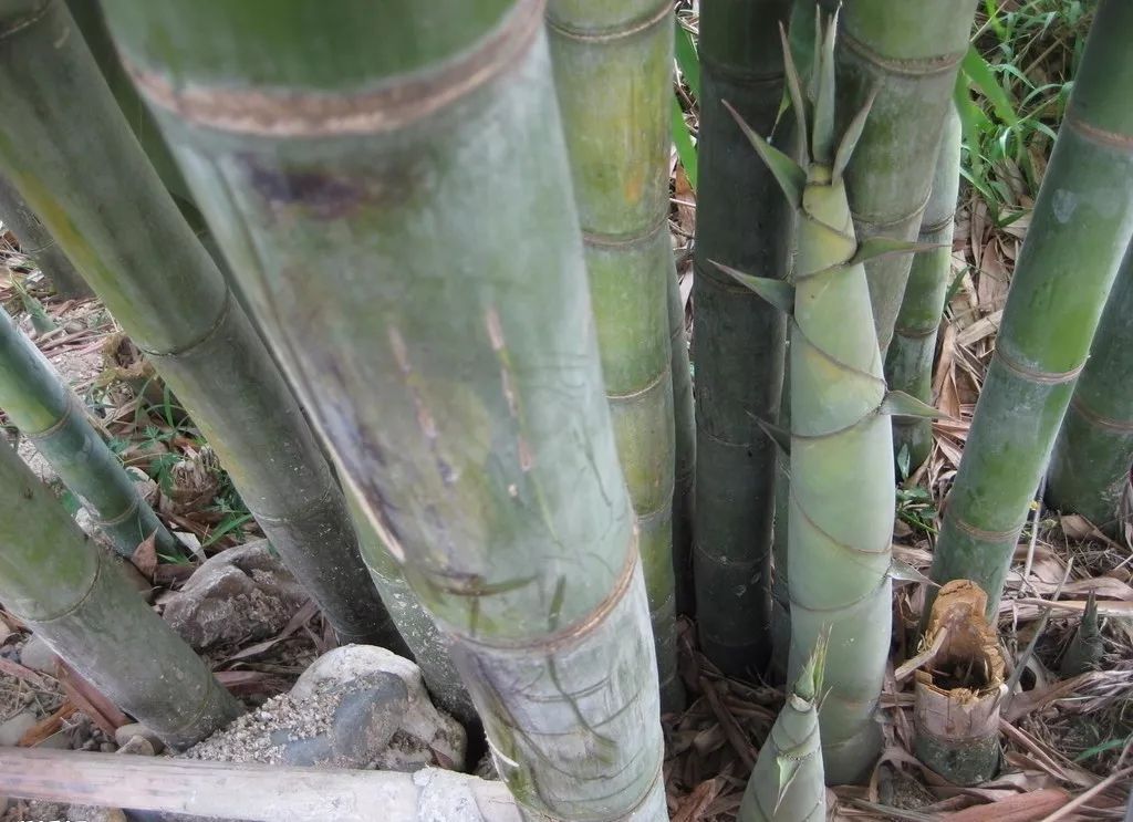 笋是竹子的什么部位 9c67d5057f6d4cb1a1fe9305b368f994.jpeg