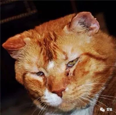 老橘猫脾气臭患有猫艾滋,无人领养,书店主人抱