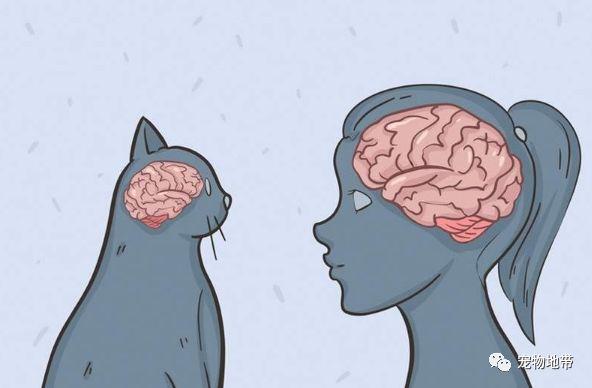 貓咪冷知識：聽力比狗狗和人類都靈敏 大多數的公貓是左撇子 未分類 第6張