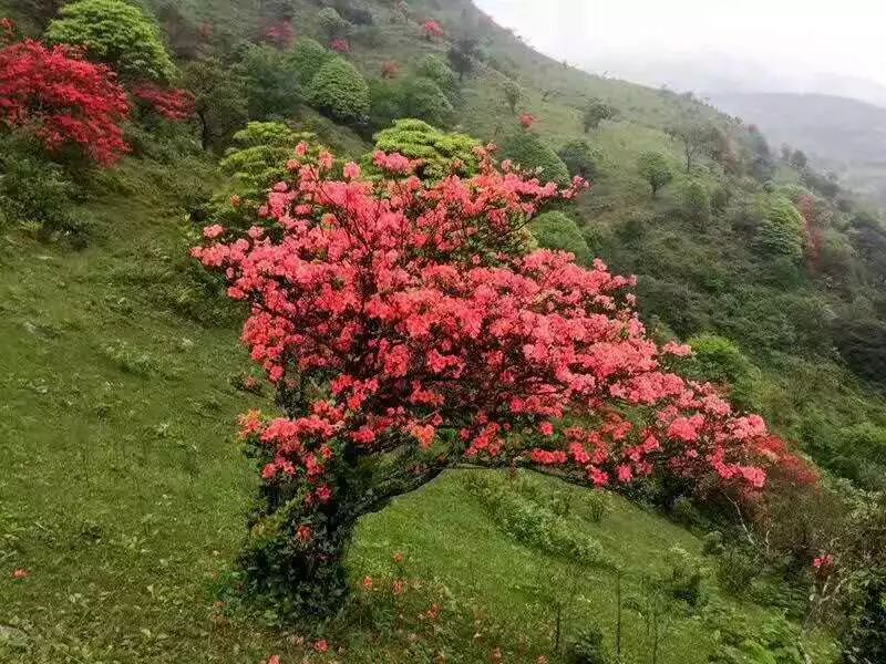 贺州杜鹃花海已上线,快去这些山赏花吧!