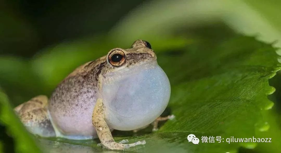 枣庄民间传说运河的蛙子干鼓肚