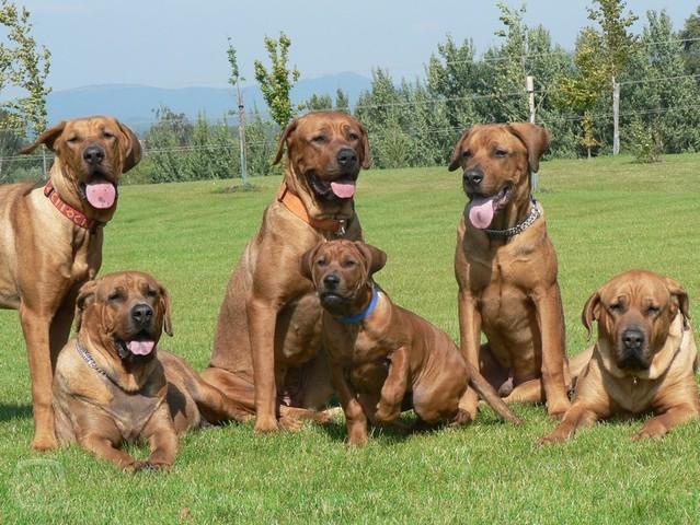 原创欧美最受欢迎的斗犬凶狠强壮的土佐犬是什么样的狗狗