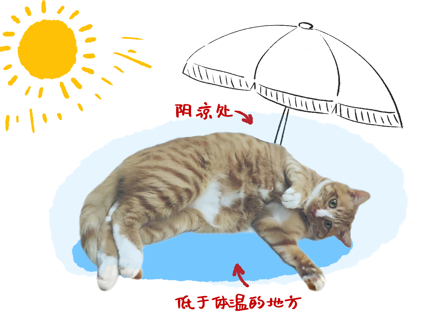 温度高于体温,也会传递到猫咪身上,此时可铺一个温度较低且隔热的毛毯