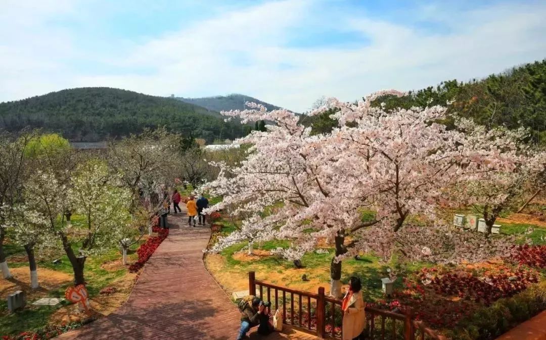 樱花大道,或是走上雅致的亭台栈道,任何一处都是风景,这里是大连人