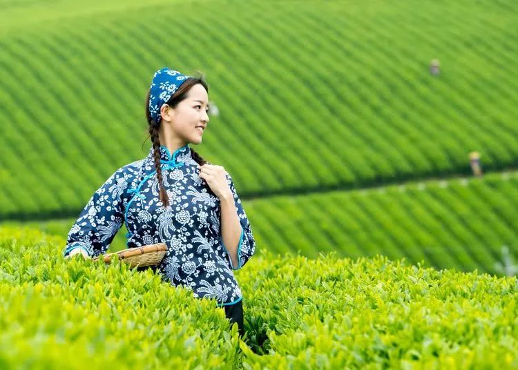 壁纸 成片种植 风景 植物 种植基地 桌面 750_536