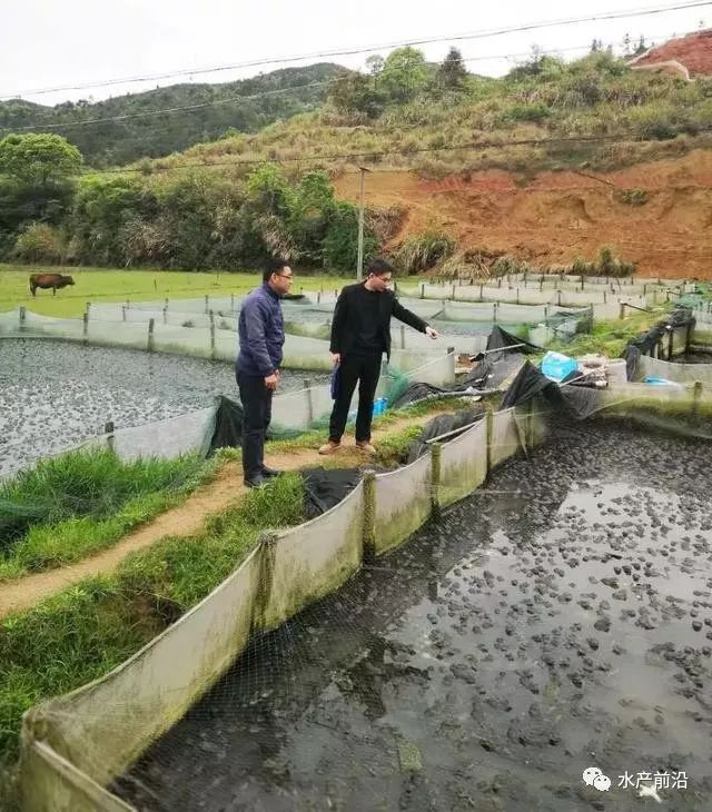 又禁!赣州拆除牛蛙养殖场48个,整治面积560余亩,蛙农该怎么办?