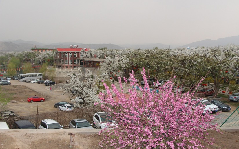 兰州驴友皋兰什川赏梨花,行摄美景