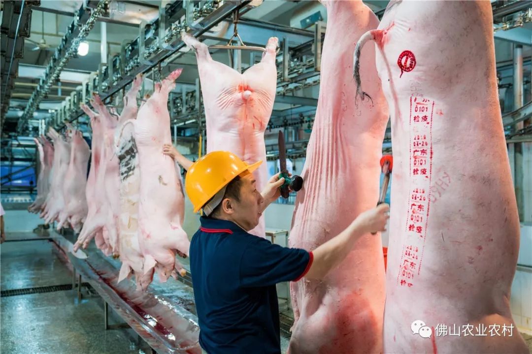 市场上的新鲜猪肉,白色猪皮上会有检疫验讫和检验合格两个红色章.