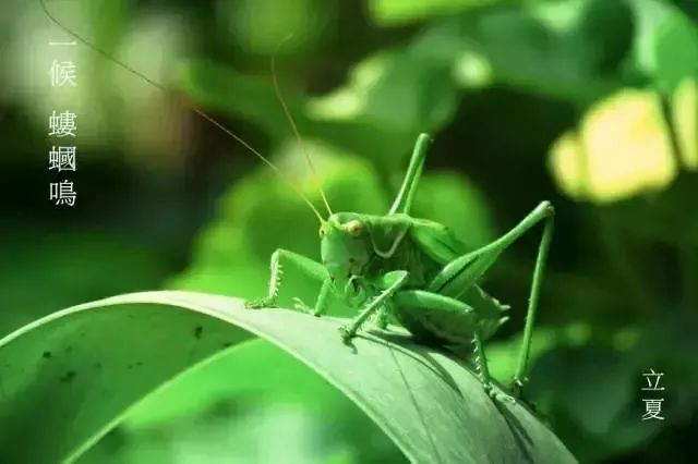 蝼蝈,小虫,生穴土中,好夜出.