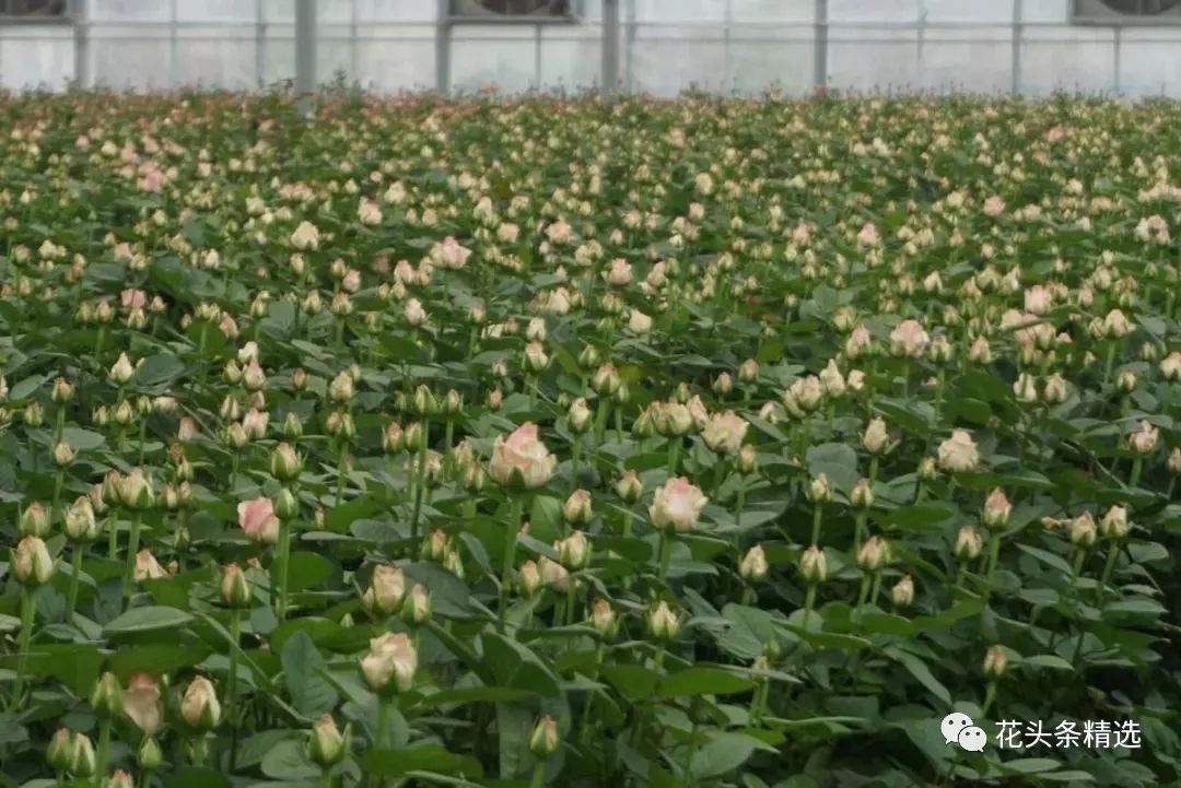 覆巢之下无完卵猜一成语_木猜一成语疯狂看图