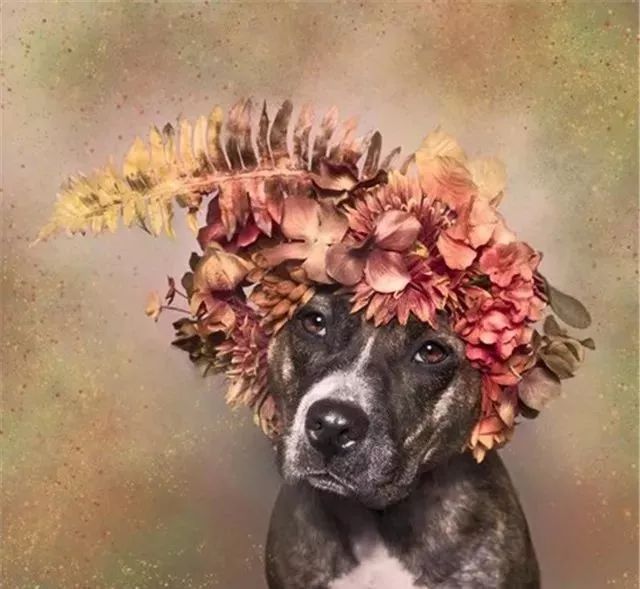 狗狗头戴花环,说它比天仙还美都不过分
