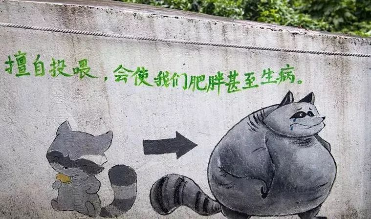 别再喂了广州动物园里的小浣熊胖成球干脆面变成大碗宽面了