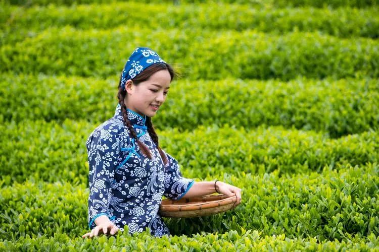 又到春茶时,美丽的采茶姑娘成了最美的风景线!