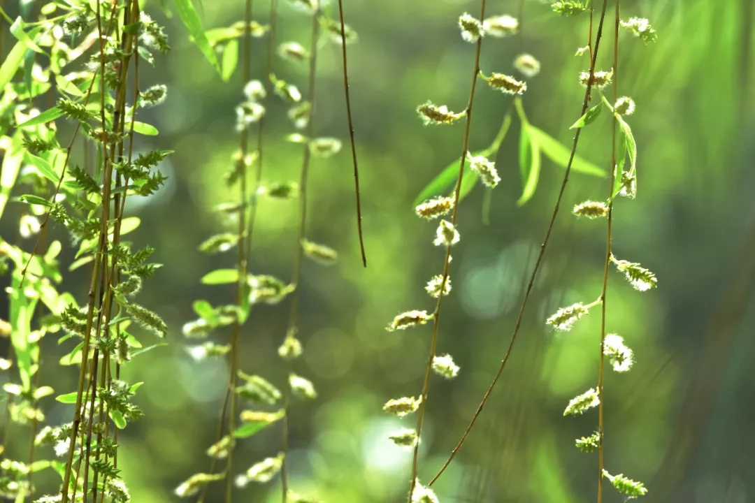 一串柳树也和一朵花猜成语_柳树花图片(3)