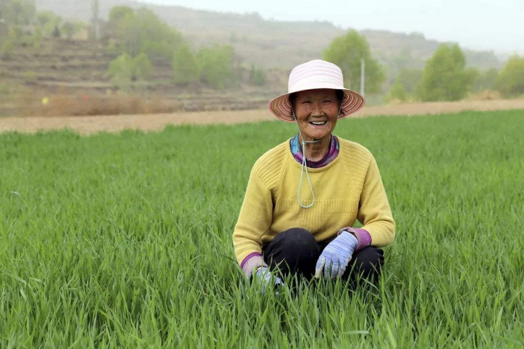 79岁的柳奶奶在自家庄稼地里干活.