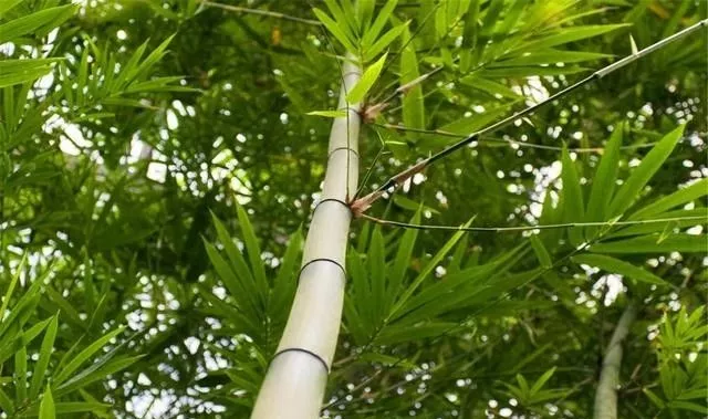 大自然|为何古人说“竹子开花，马上搬”？背后的道理你赞同吗？