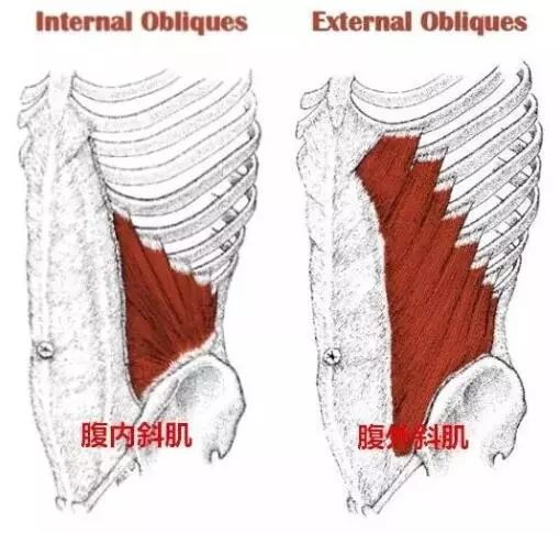 腹内外斜肌训练2个动作推荐