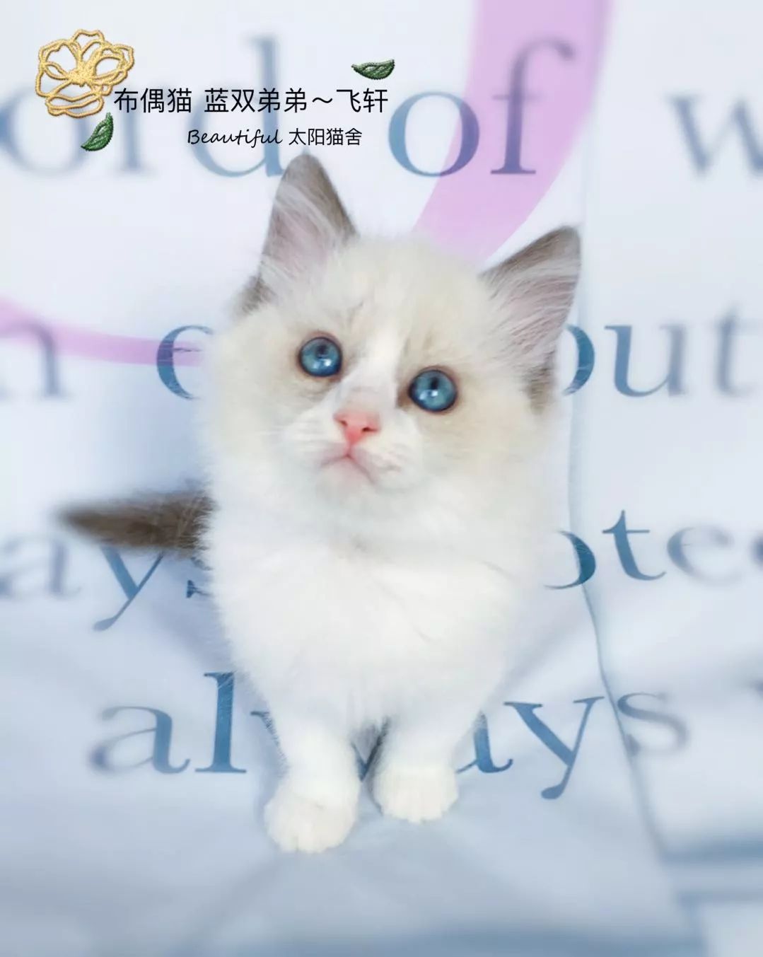 来自小奶猫的诱惑 澳门百家乐玩法大全