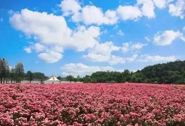 七 玫瑰相约之旅:黄梅玫瑰谷-大冶玫瑰-黄陂木兰玫瑰花园-枣阳玫瑰