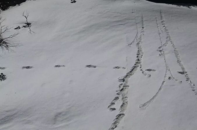 印度陆军称发现"雪怪"踪迹，网友又开始"皮"了