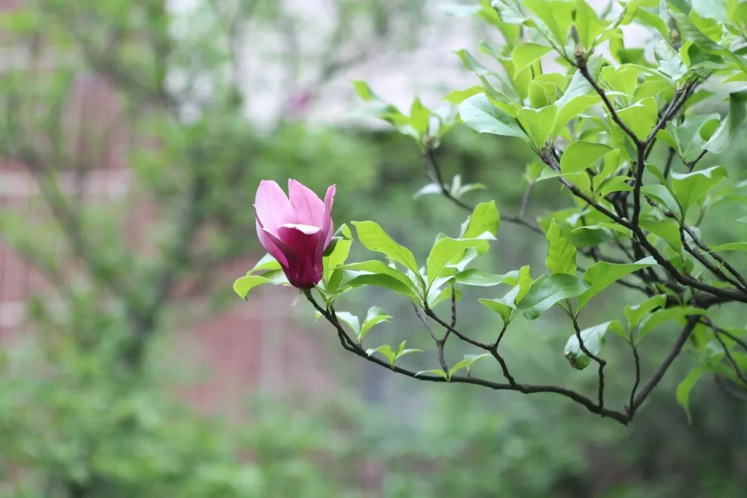 一花一草一树木 湖大寻花记