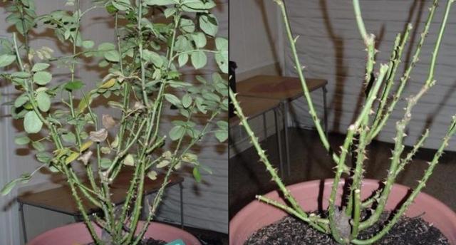 月季花什么时候剪枝最合适