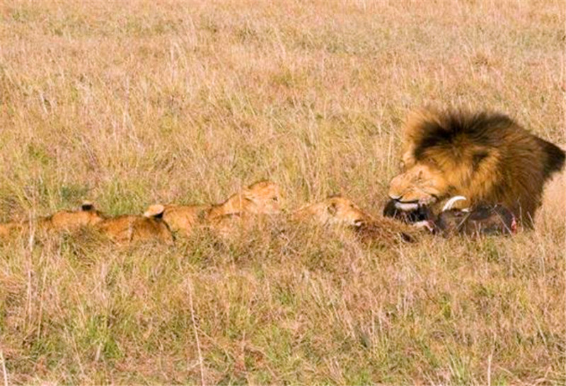 雄獅抓到食物之後就開始啃食，小獅子見肉真是瘋了，叼上去就跑！ 未分類 第3張