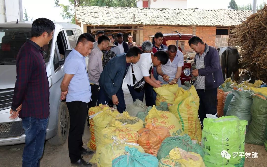 罗平县提高三个组织化 | 阿岗镇首个农特产业试验示范