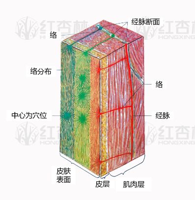 痧是什么原理_羊毛痧是什么病图片(2)