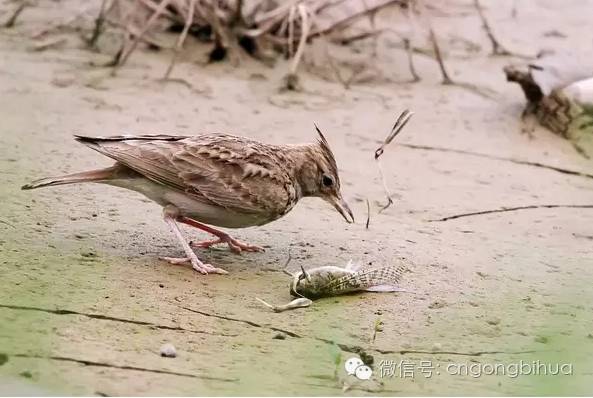 宋画里的虫鸟在现实中的样子