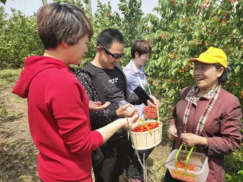 "在与聊天的同时,冯家宏的双手从未停歇过,不断重复着快摘轻放的动作.