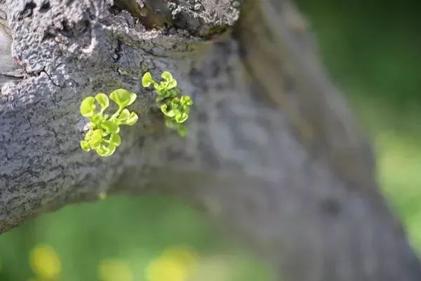 草木苍翠茂盛是什么成语_形容草木苍翠茂盛