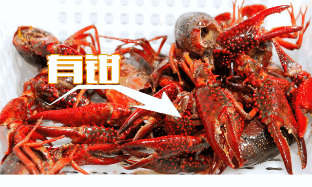 如何杀龙虾简单方便 06b60599fb99491dae00734c6466dee3.gif