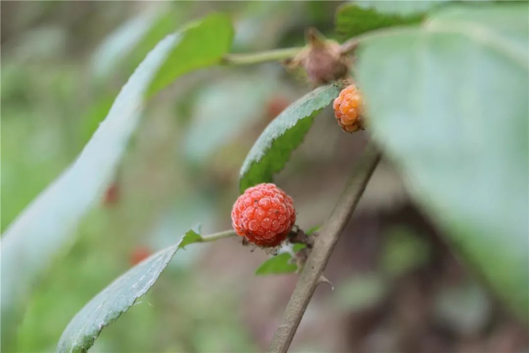 山间的野花开的正艳,山间的空气里都是树木和土地的清香,深吸一口,就