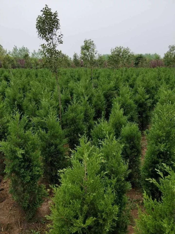 南京汤泉苗圃,油松大量出售了!_苗木