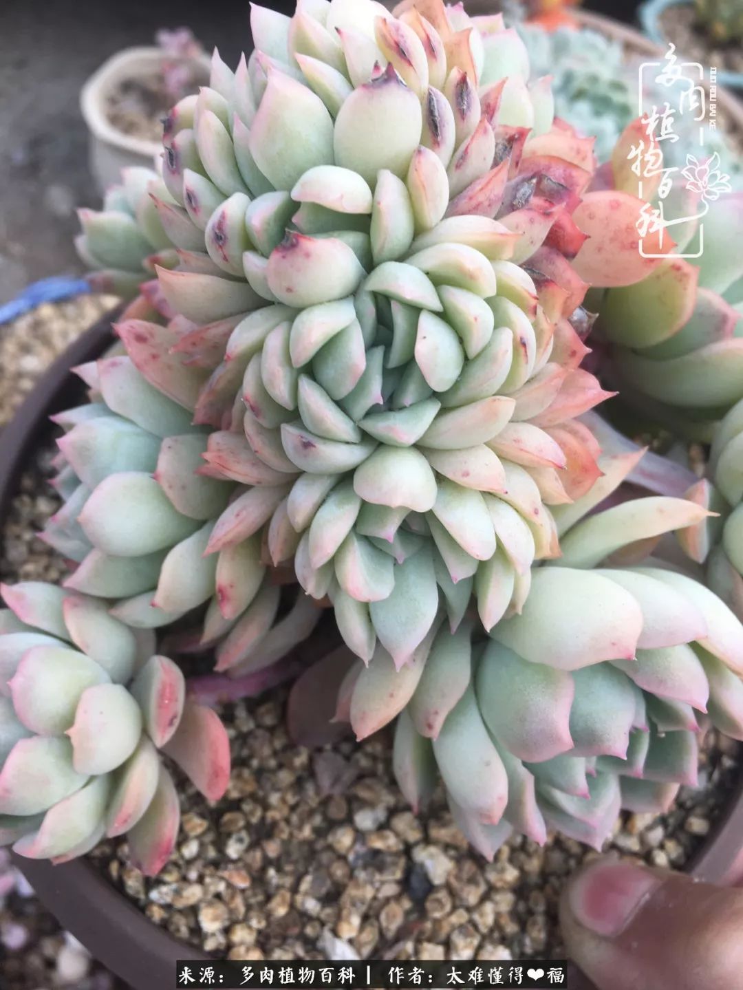 多肉怎么控养才能控制住 116678bb5a2f426681dca93ba1c1a39d.jpeg