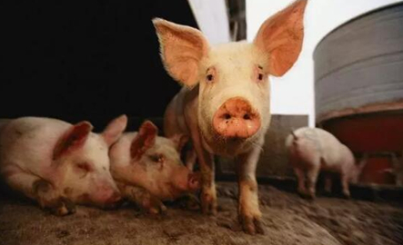 生猪今日价格最新今晚猪价 198d4327e4db4ed9a09061f9f61ab070.png